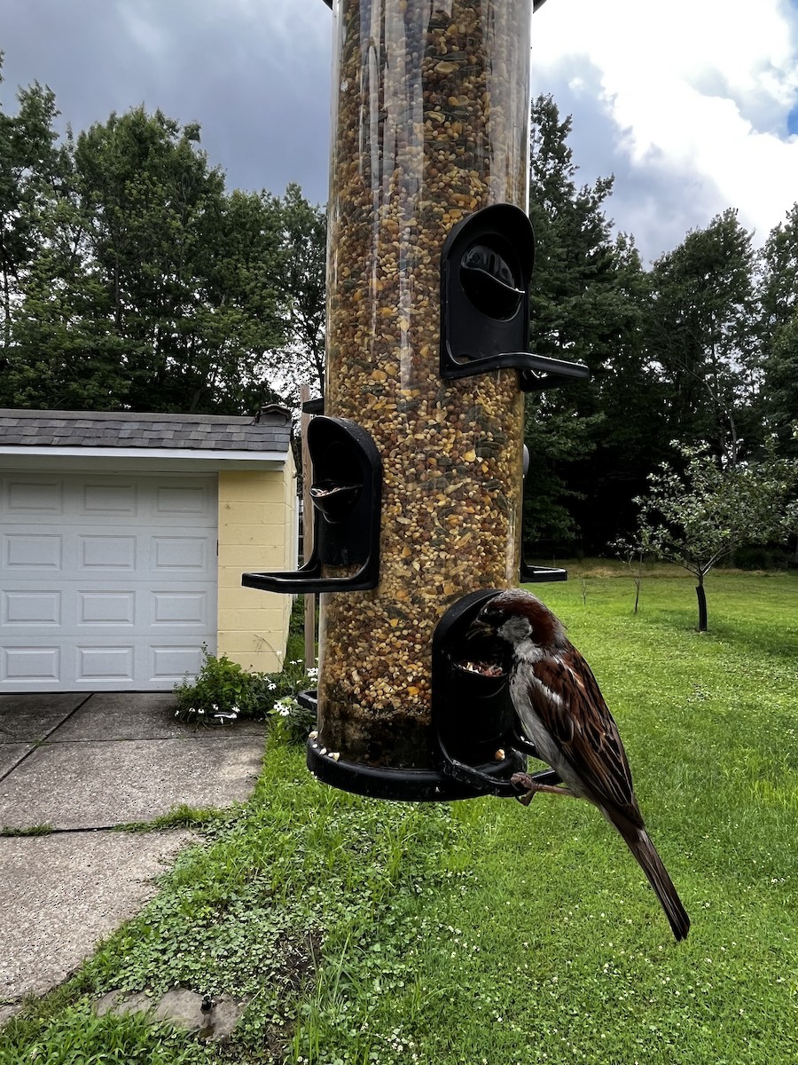 家麻雀 - ML598486461