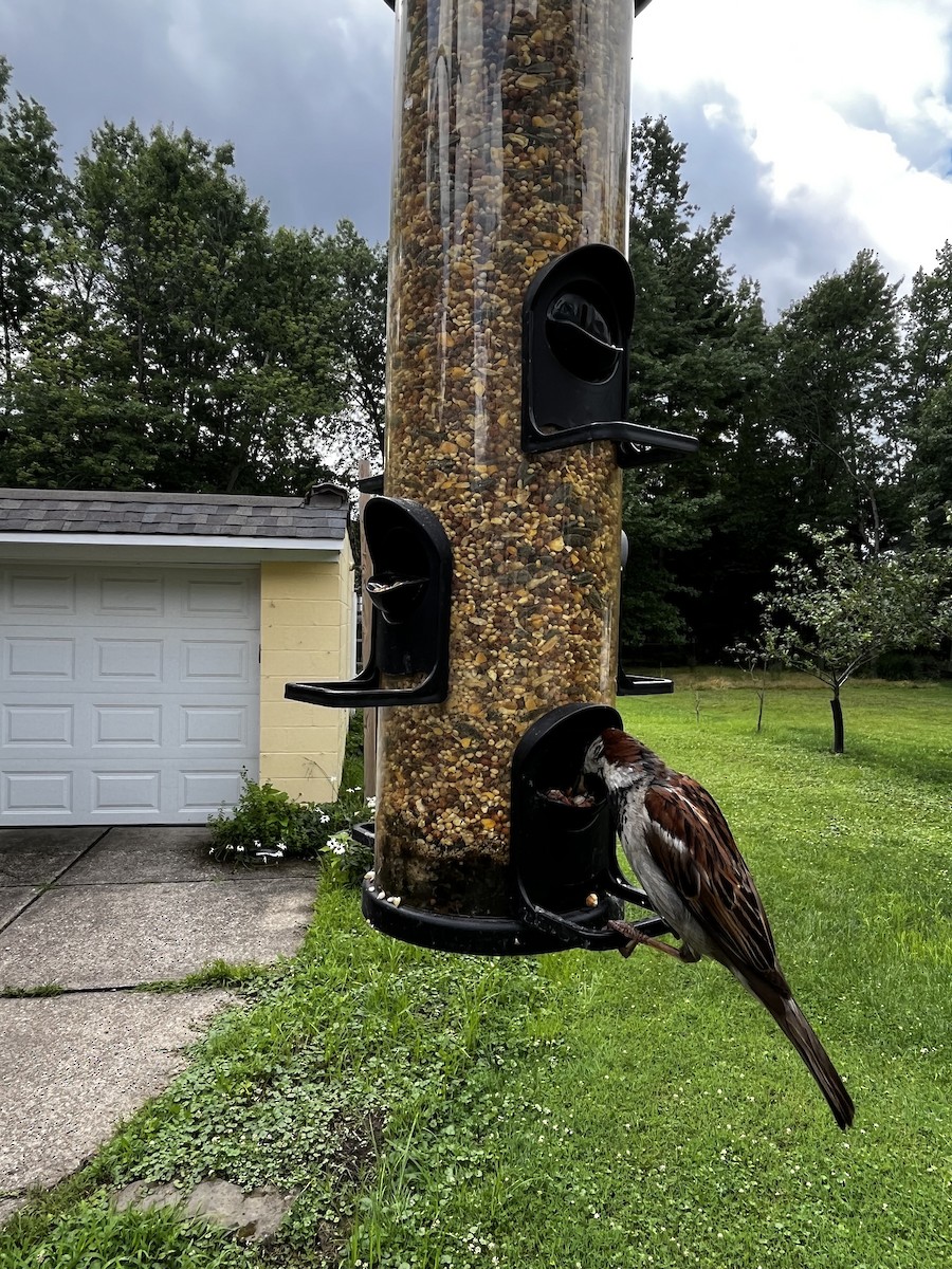 家麻雀 - ML598486531