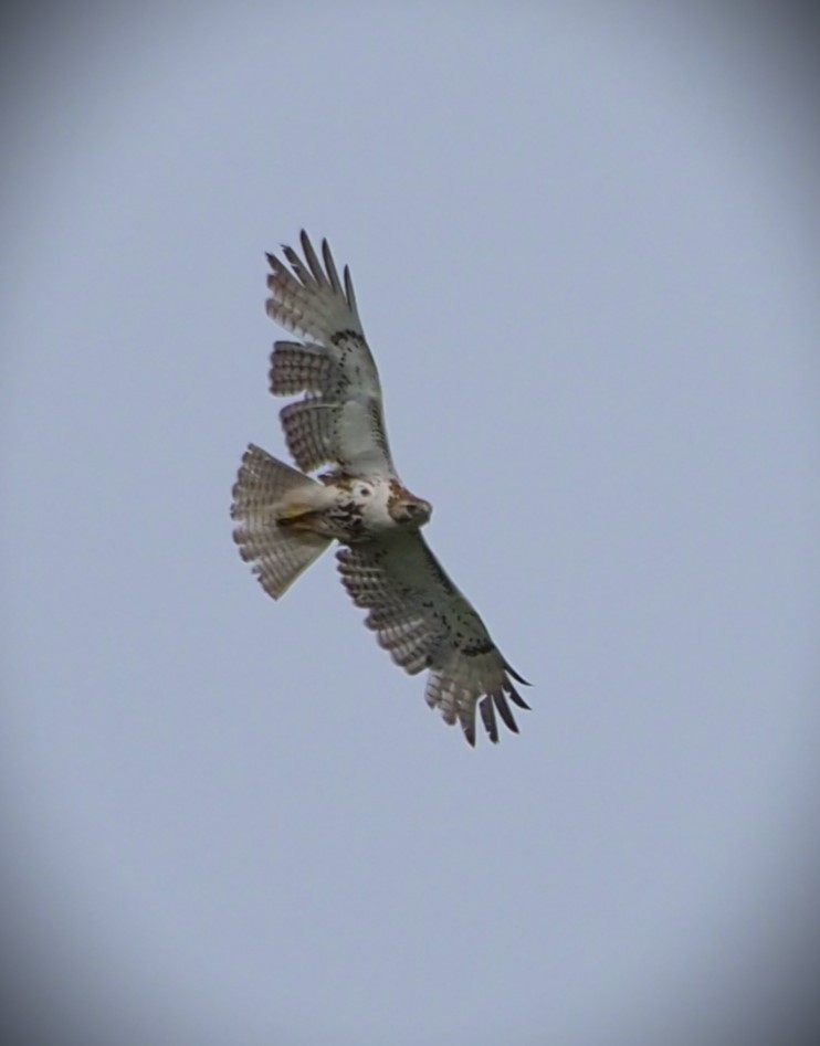 Red-tailed Hawk - ML598486551