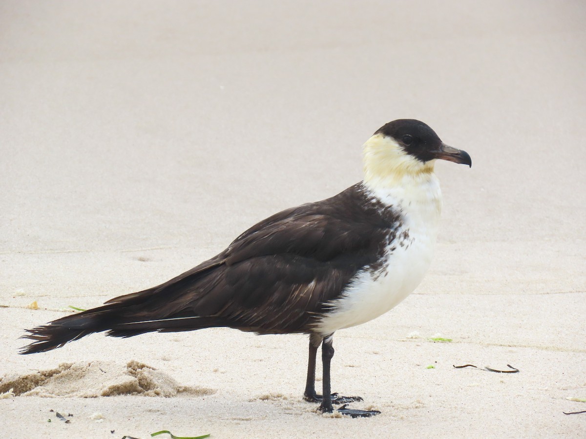 Pomarine Jaeger - Elias Markee-Ratner