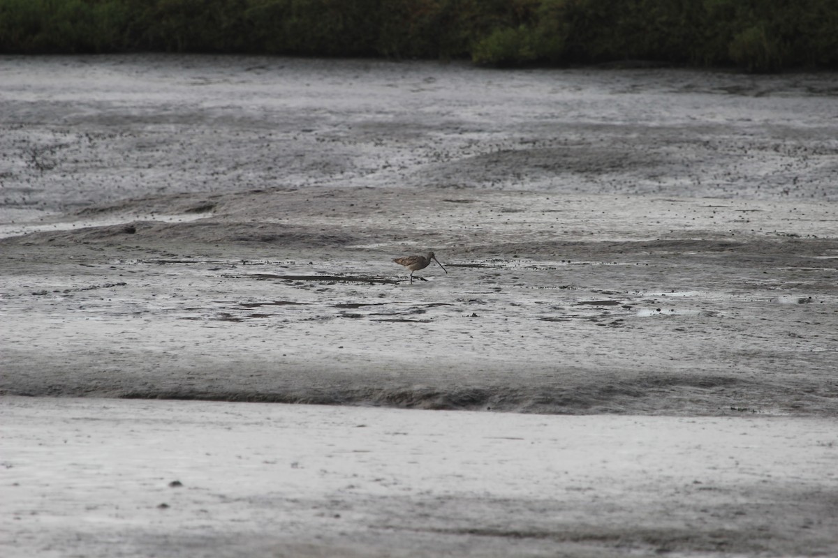 Marbled Godwit - ML598487431