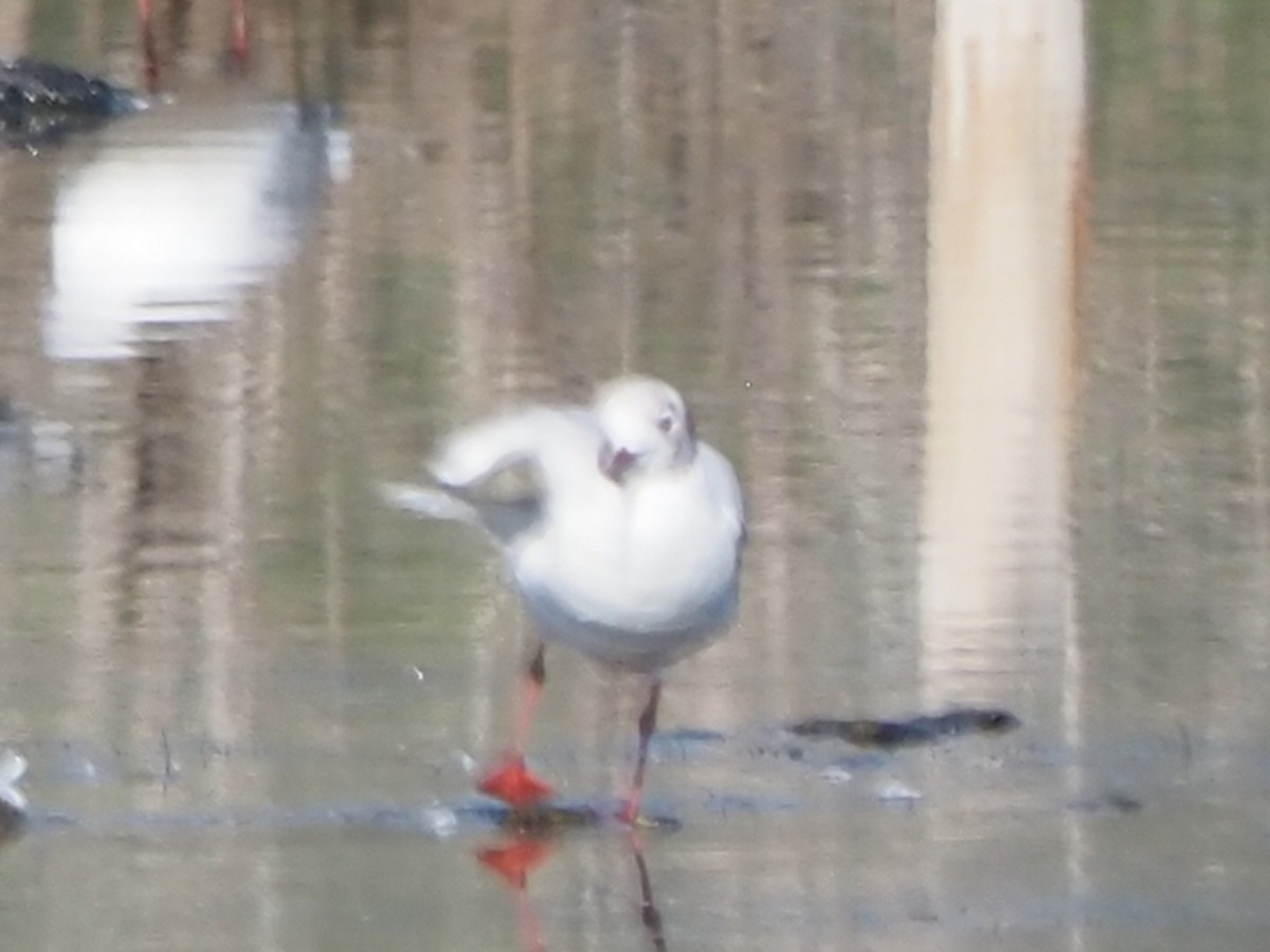 Gaviota Reidora - ML598487641