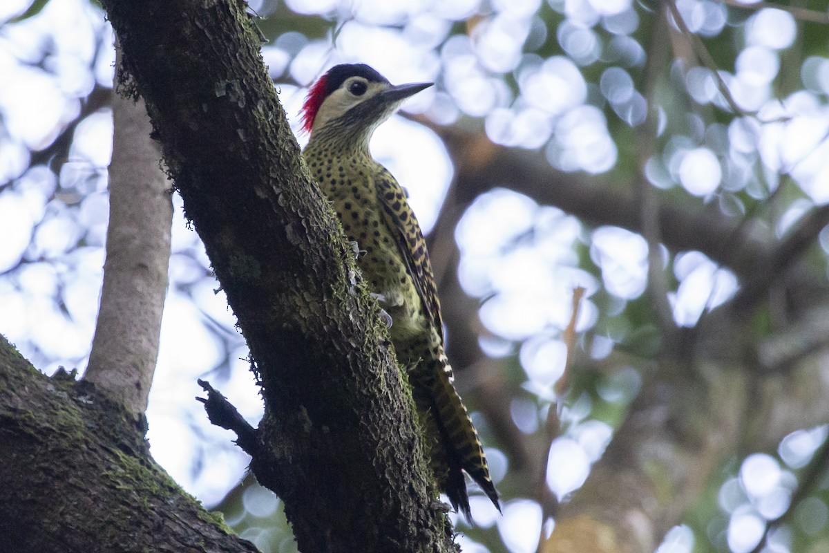 Green-barred Woodpecker - ML598488131