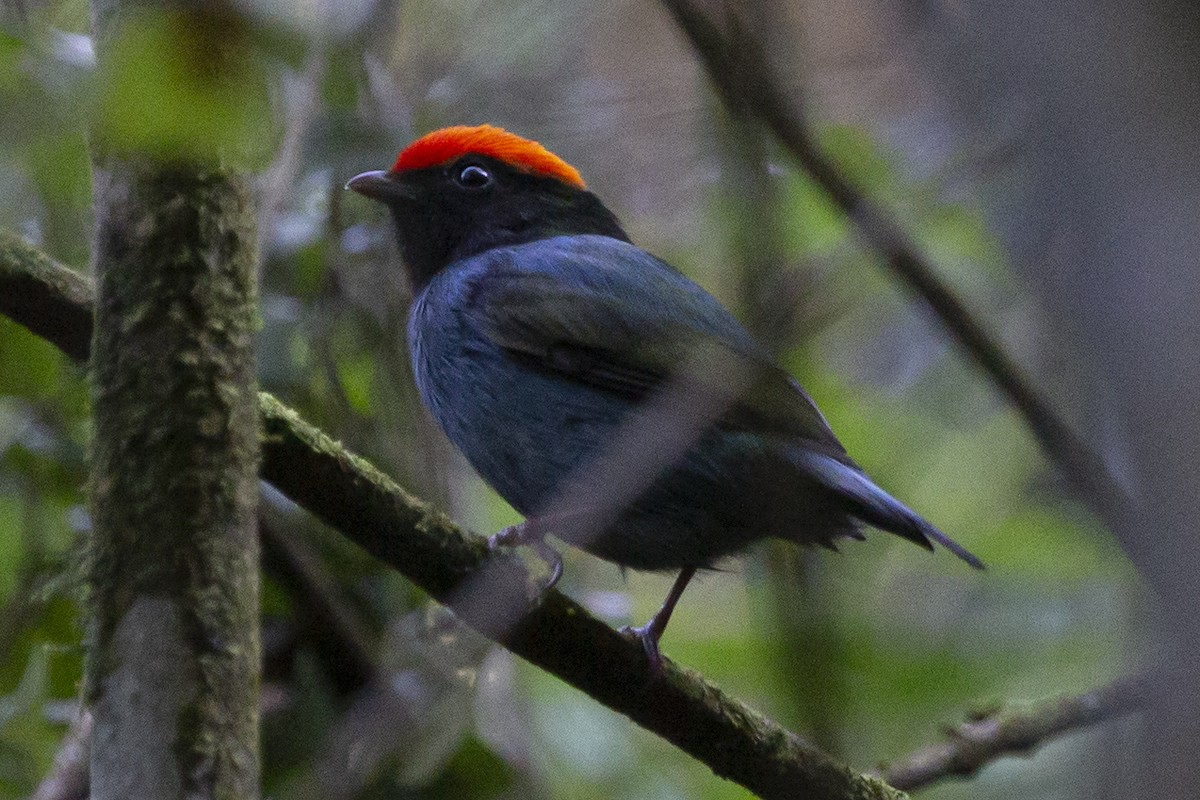 Swallow-tailed Manakin - ML598488241