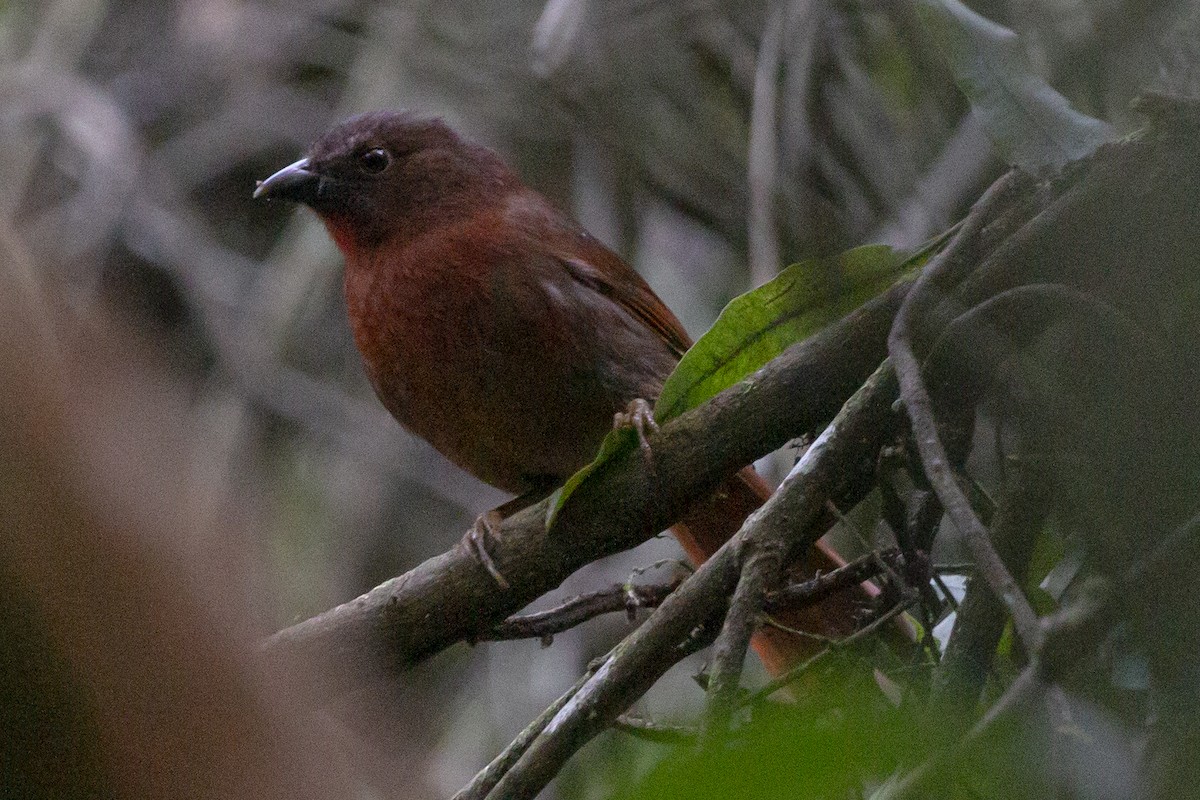 Red-crowned Ant-Tanager (Red) - ML598488301