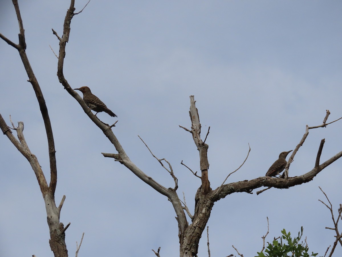 Northern Flicker - Anne (Webster) Leight