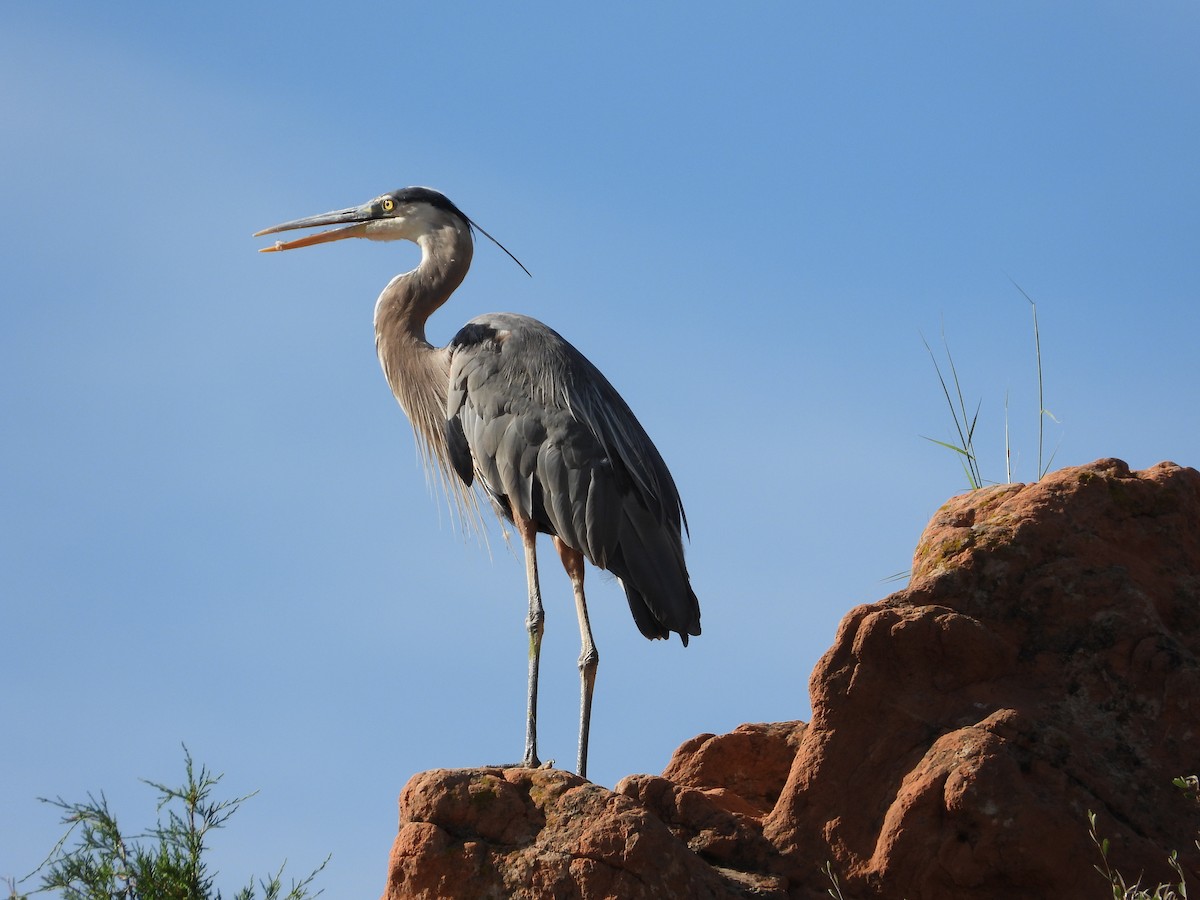 Great Blue Heron - ML598490061