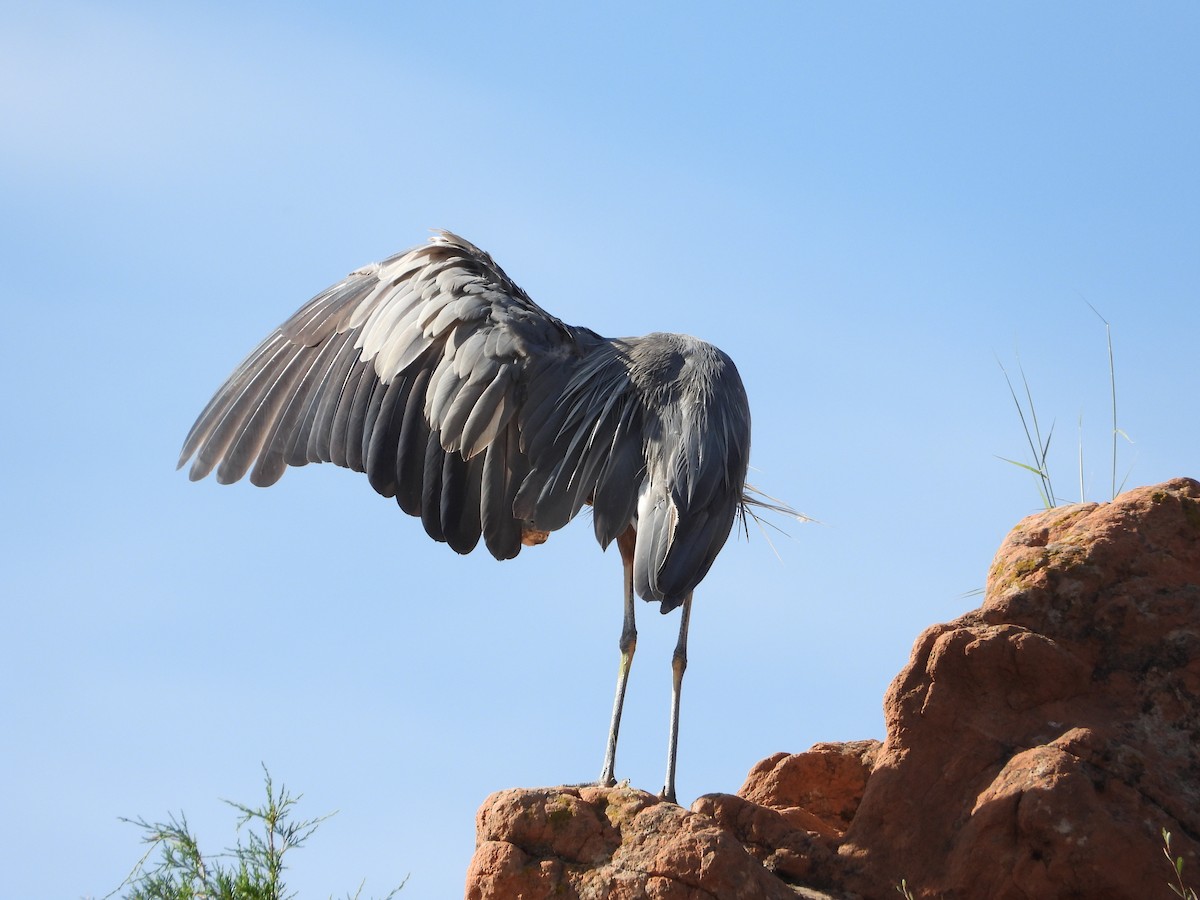 Garza Azulada - ML598490071