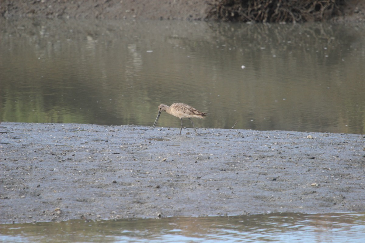 Marbled Godwit - ML598490261