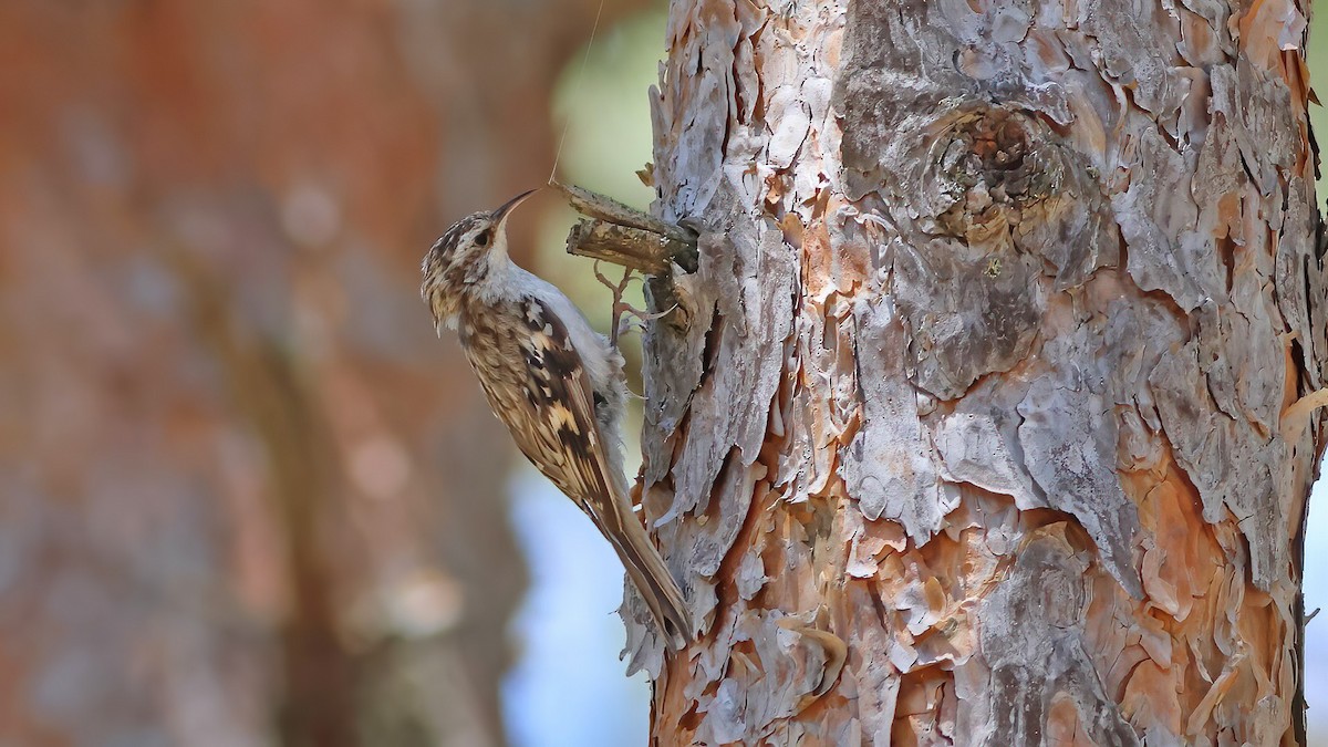 šoupálek dlouhoprstý - ML598490611