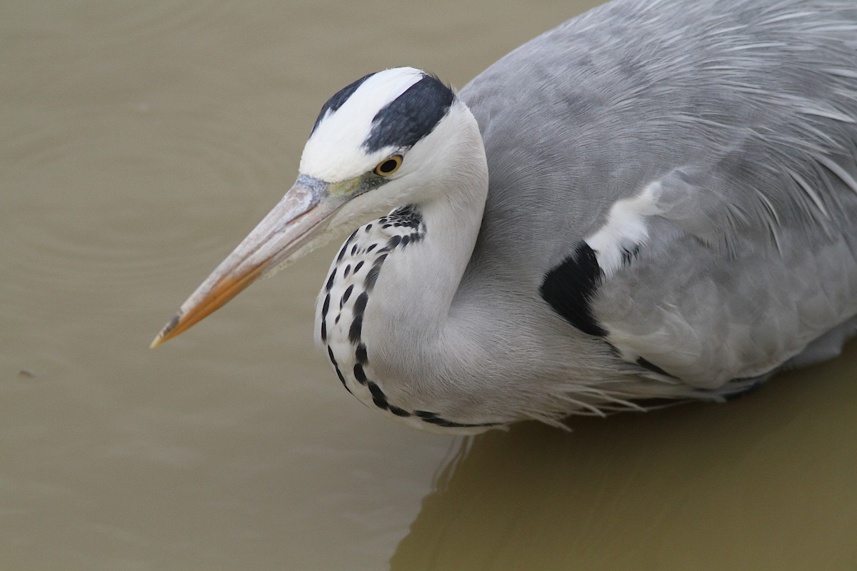 Gray Heron - ML598491341