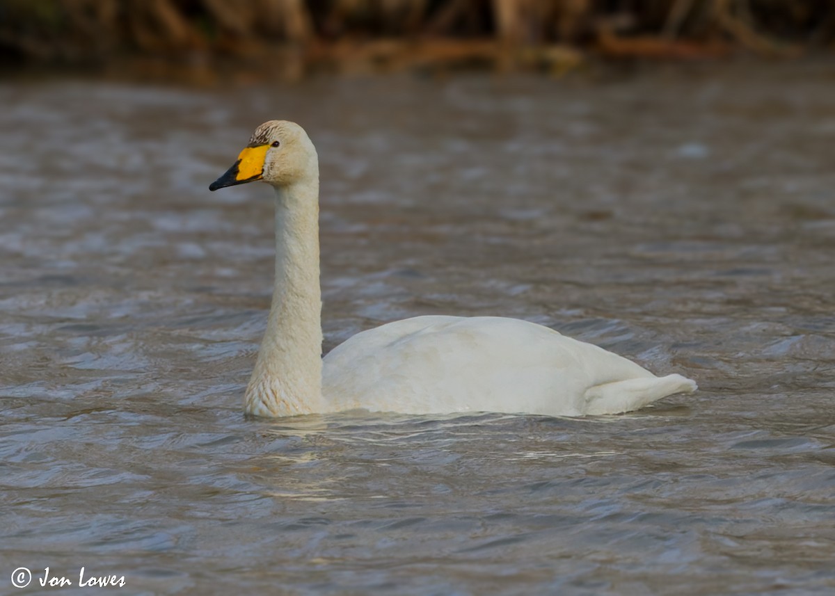 Whooper Swan - ML598493421