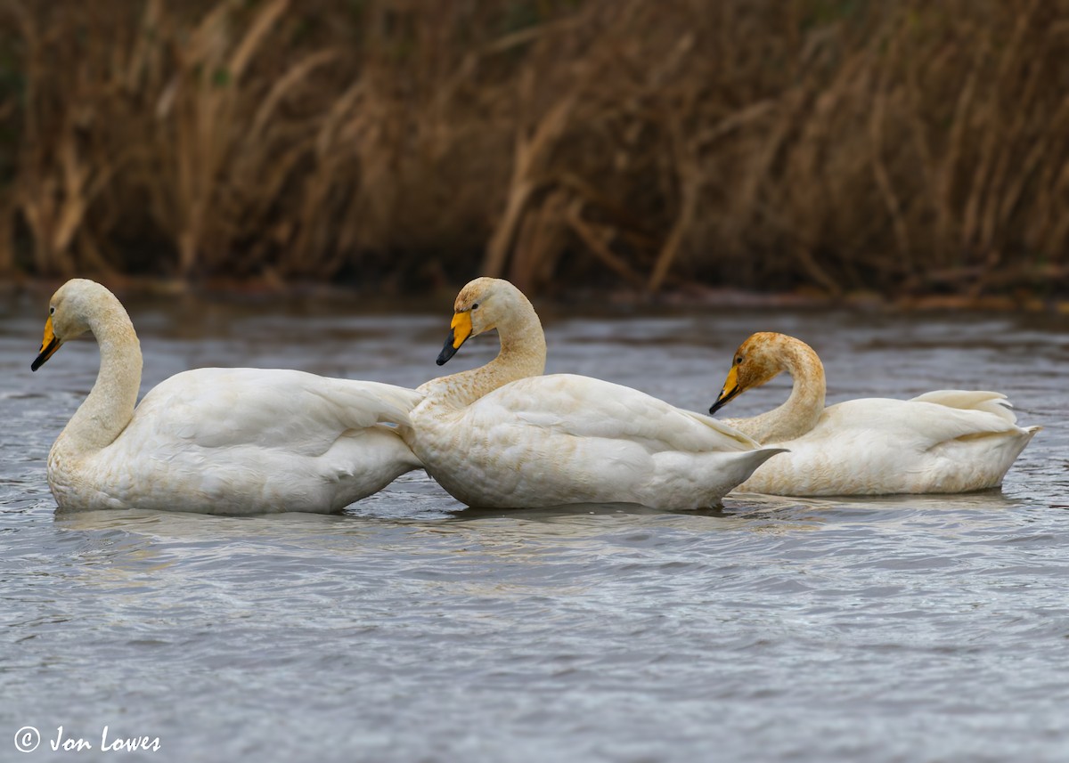 Whooper Swan - ML598493431