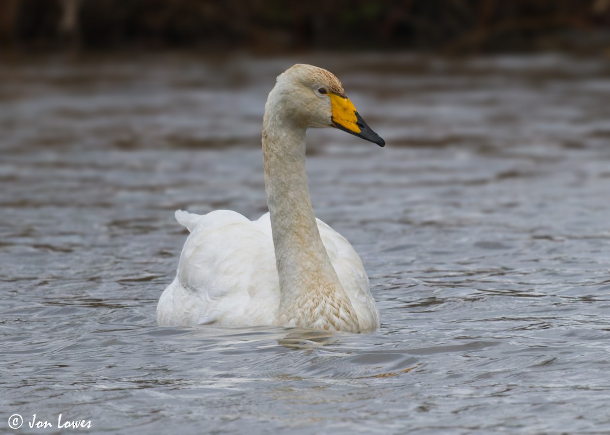 Whooper Swan - ML598493441