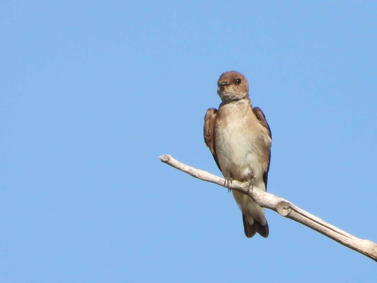 Northern Rough-winged Swallow - ML598494901