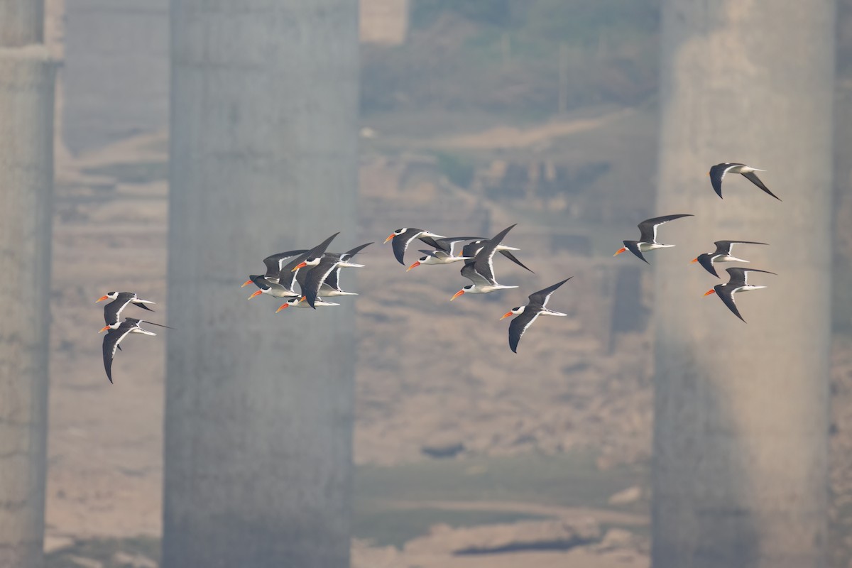 Indian Skimmer - Kalpesh Krishna