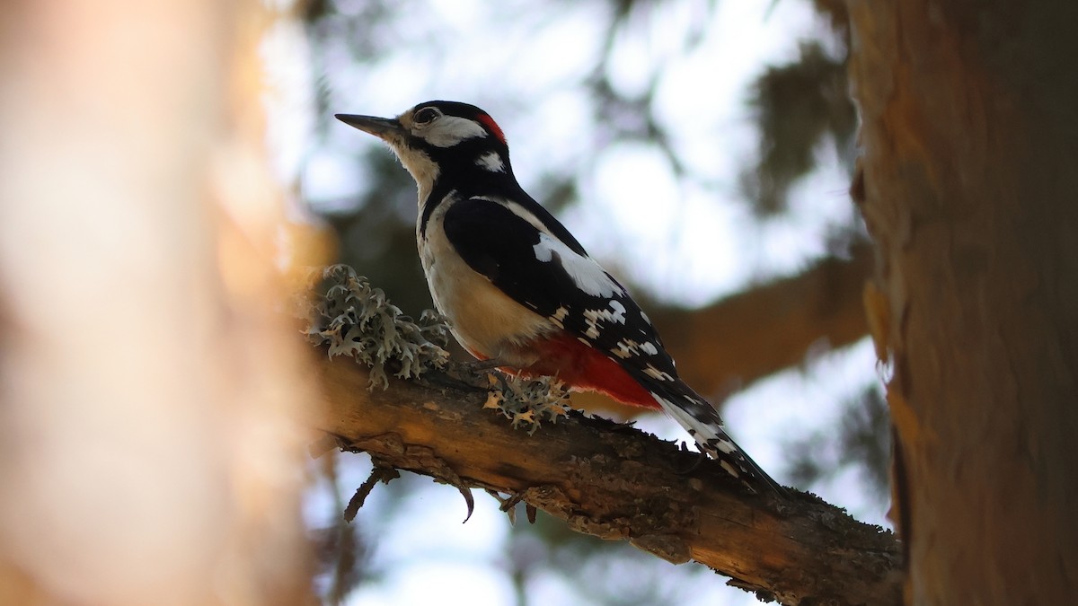 Great Spotted Woodpecker - Tuncer Tozsin