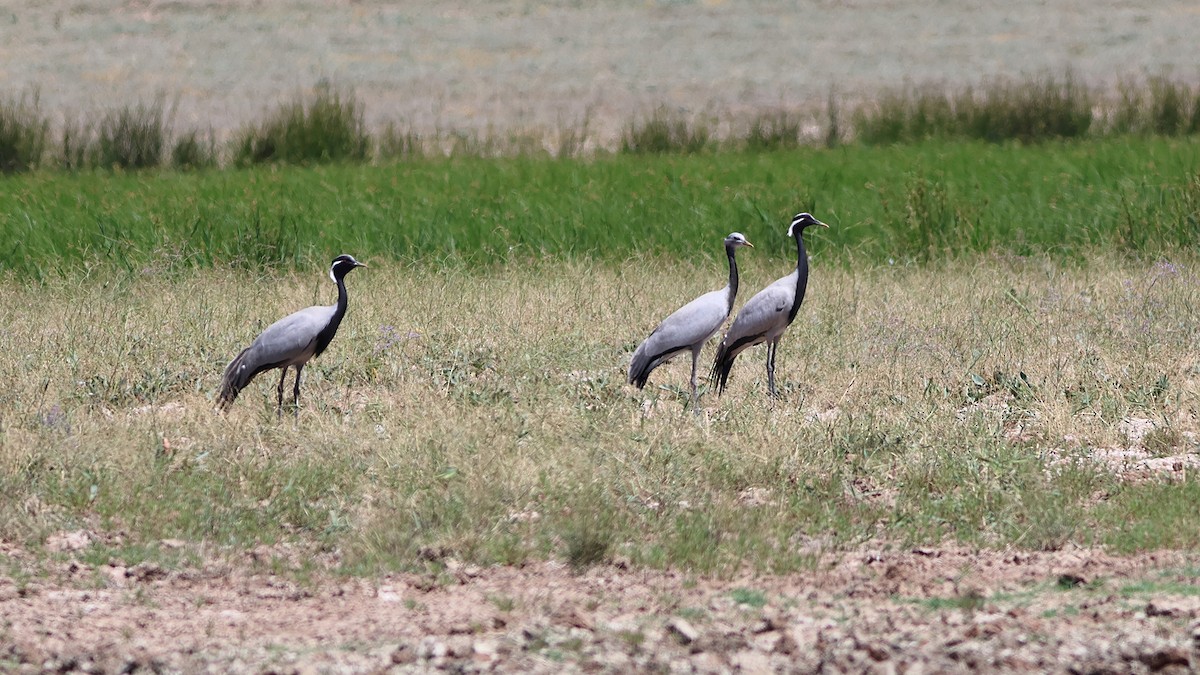jeřáb panenský - ML598496131