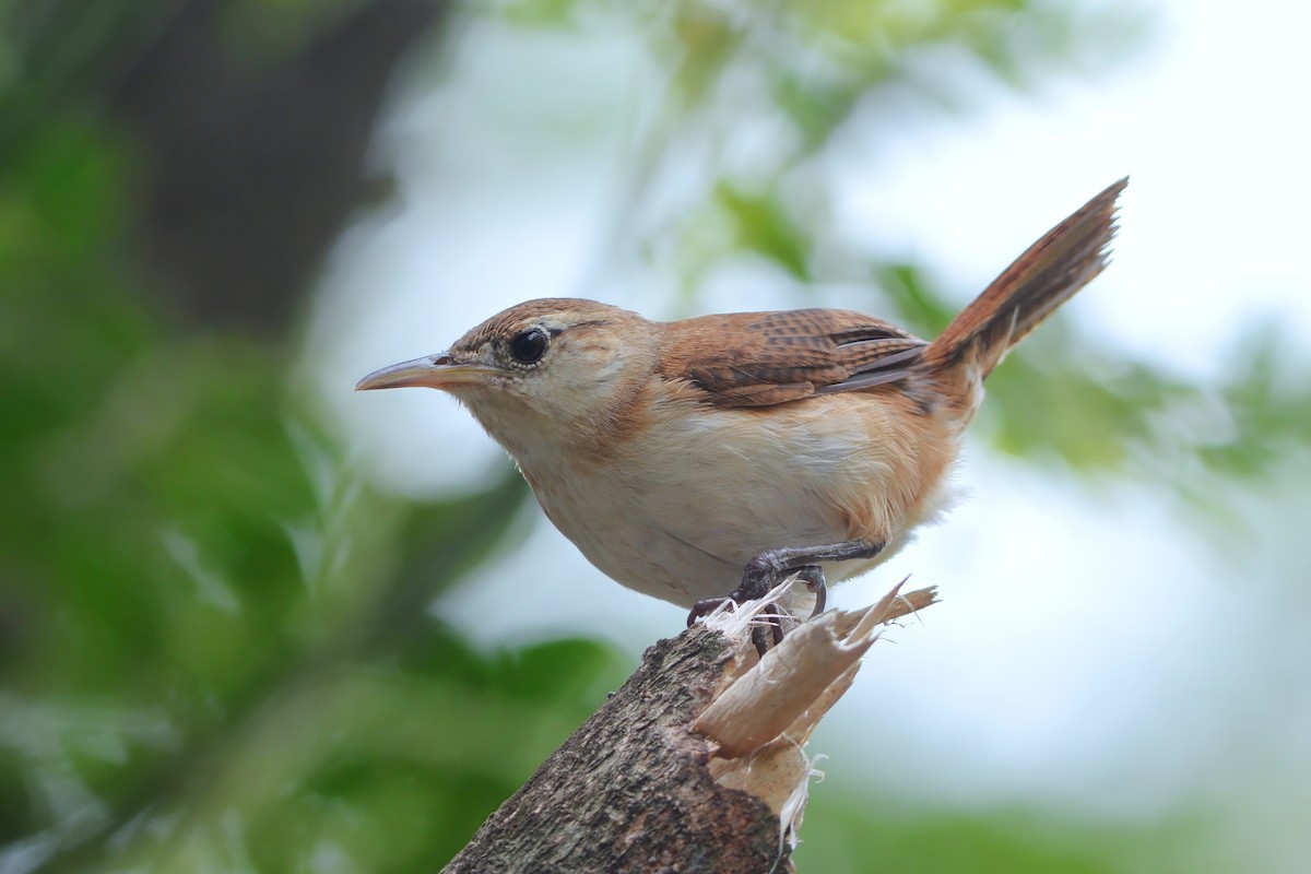 St. Vincent Wren - ML598496141