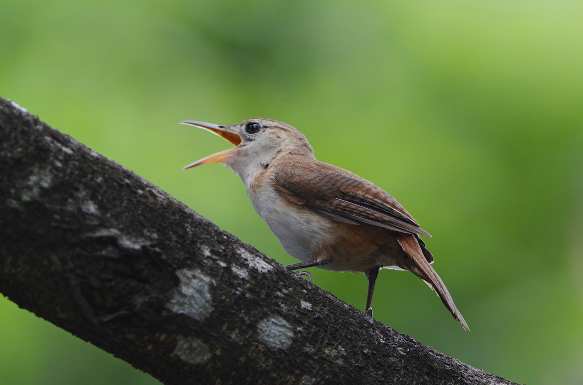 St. Vincent Wren - ML598496151