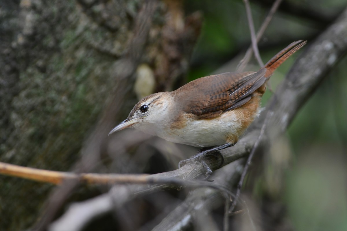 St. Vincent Wren - ML598496171