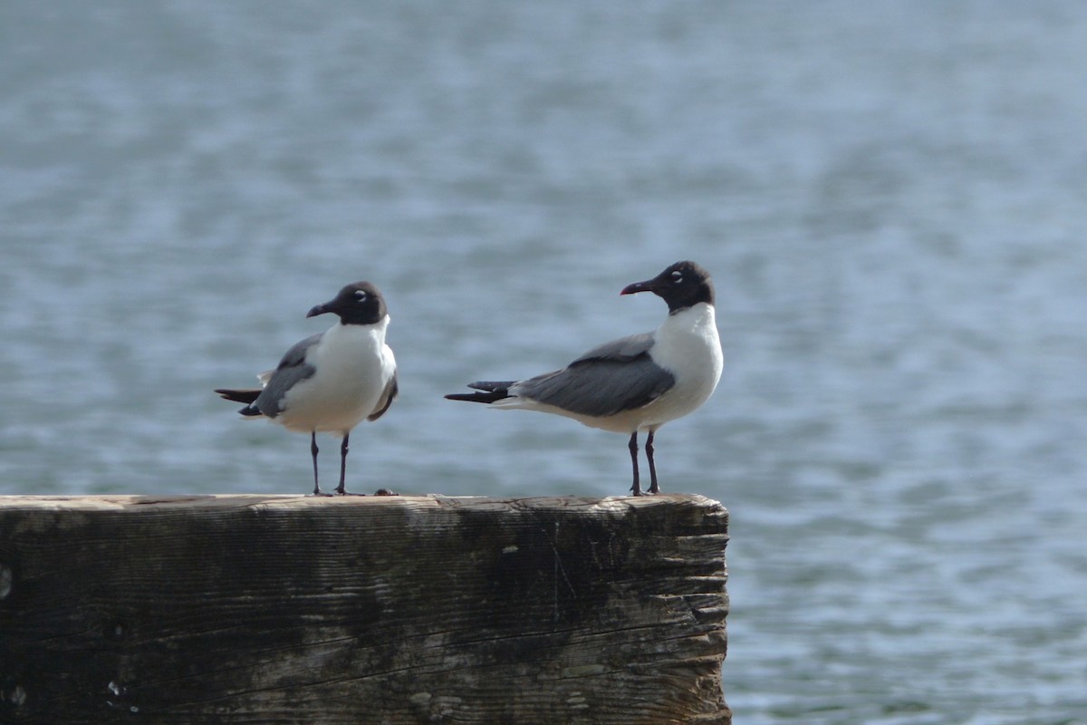 Mouette atricille - ML598496241