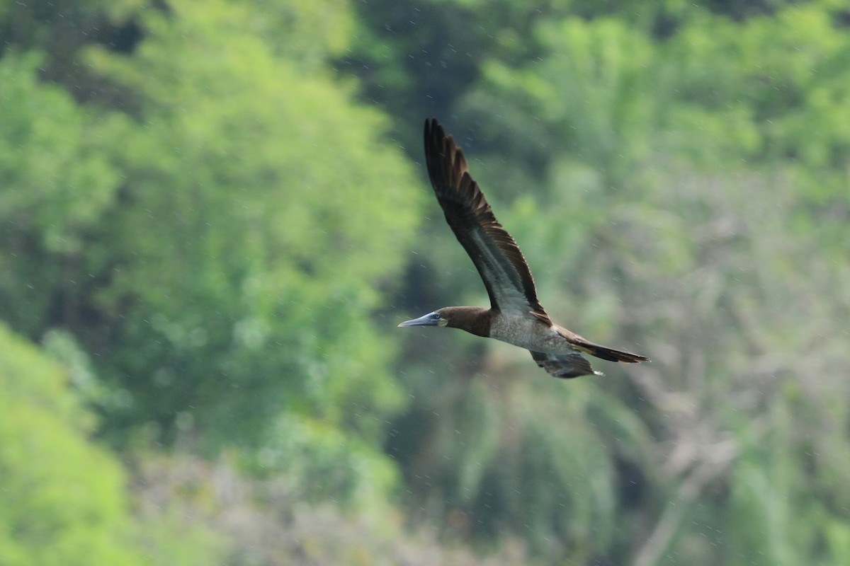 Brown Booby - ML598496281