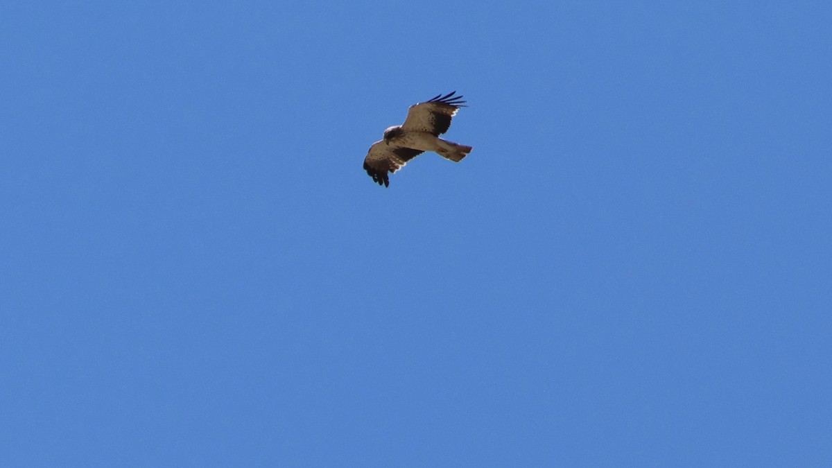 Booted Eagle - Tuncer Tozsin