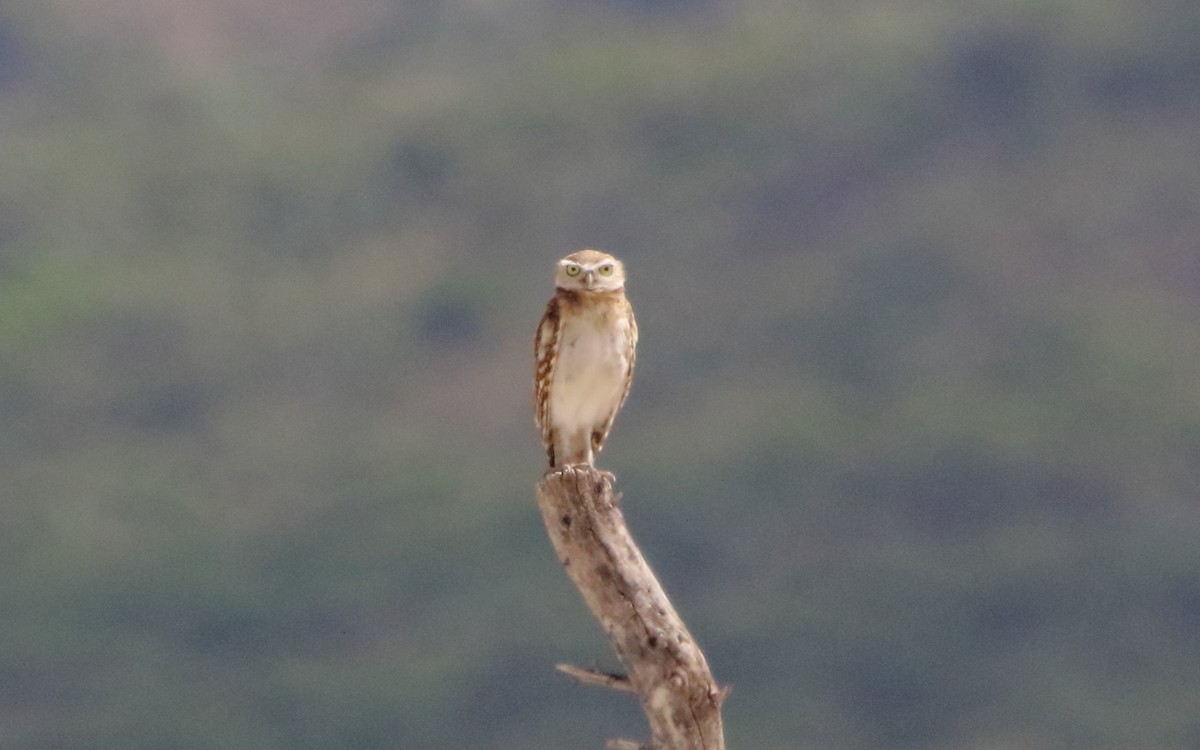 Burrowing Owl - José Hugo Martínez Guerrero