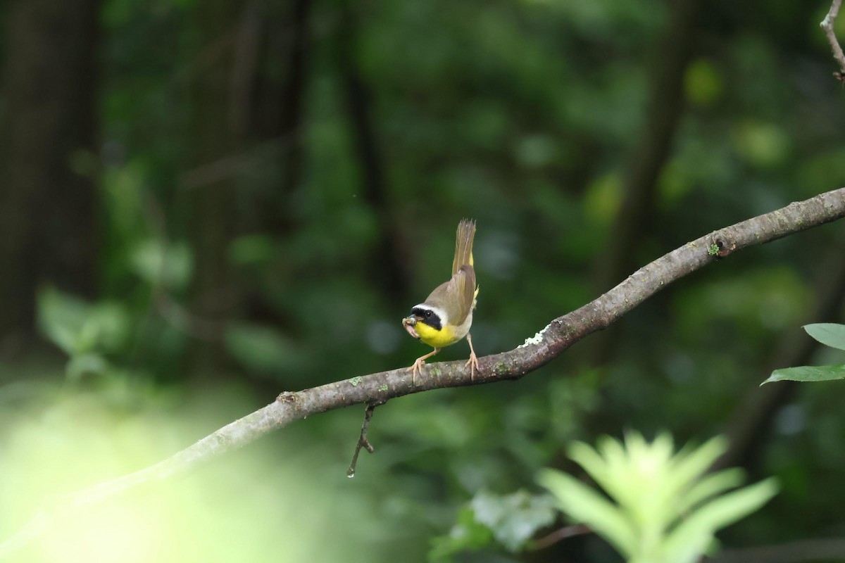 Common Yellowthroat - ML598497781
