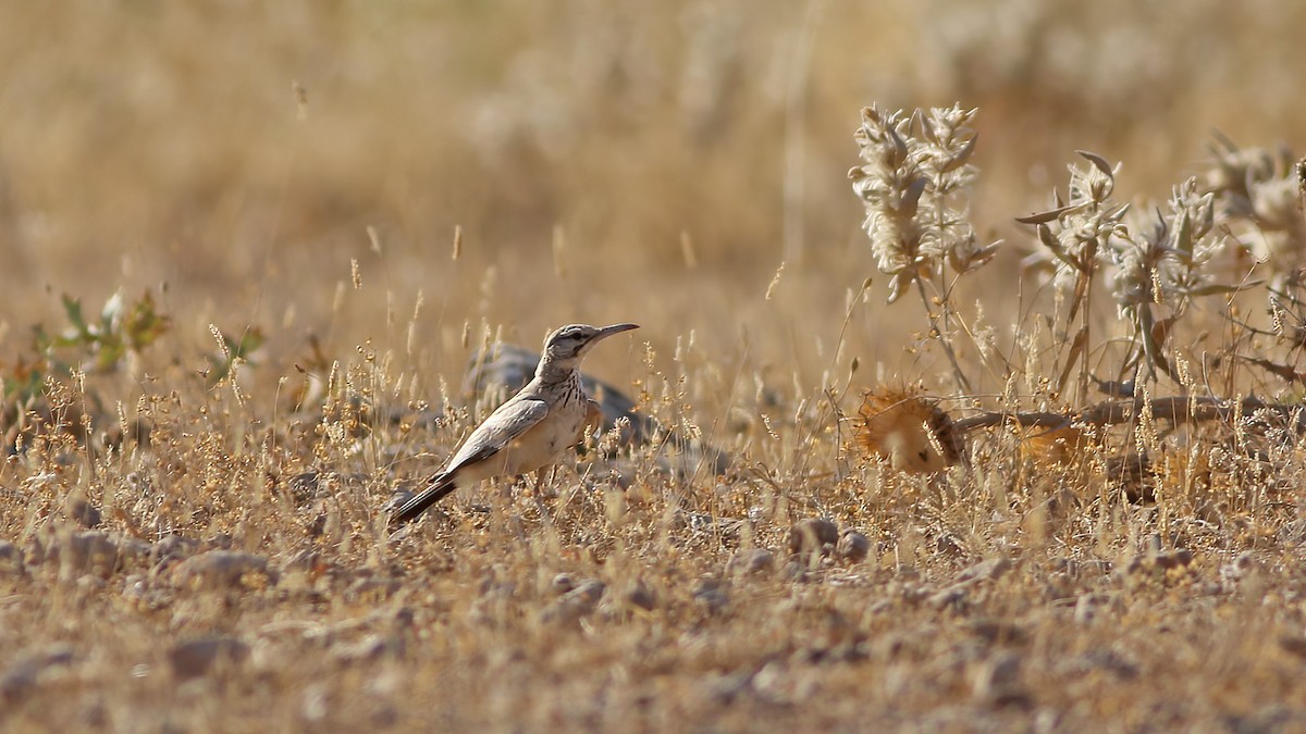 skřivan dudkovitý - ML598497961