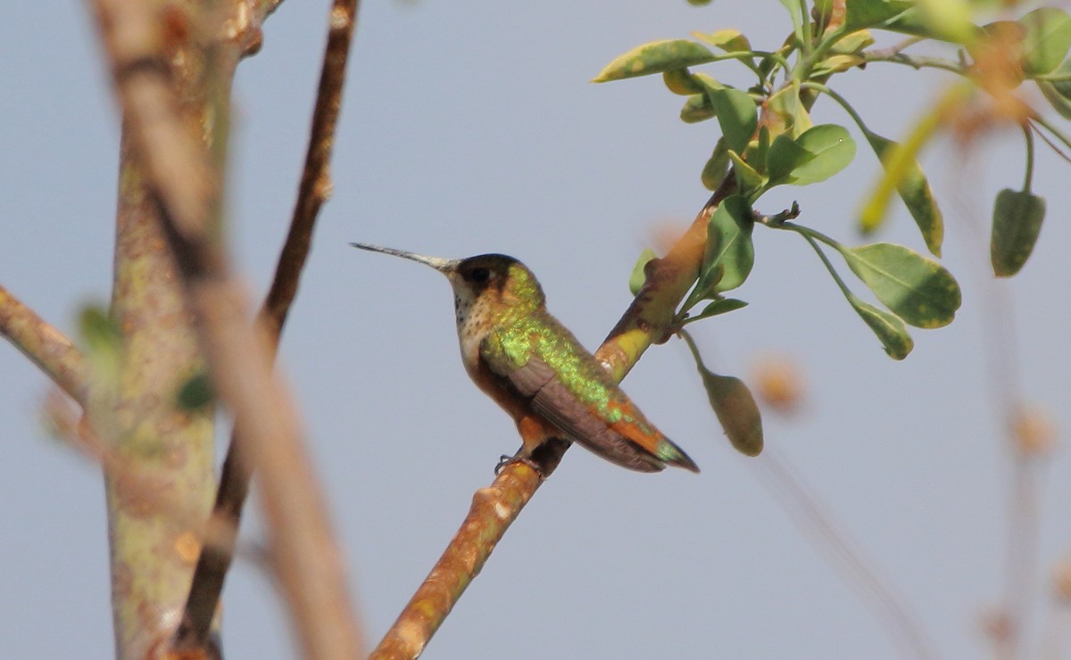 Rufous Hummingbird - ML598497981