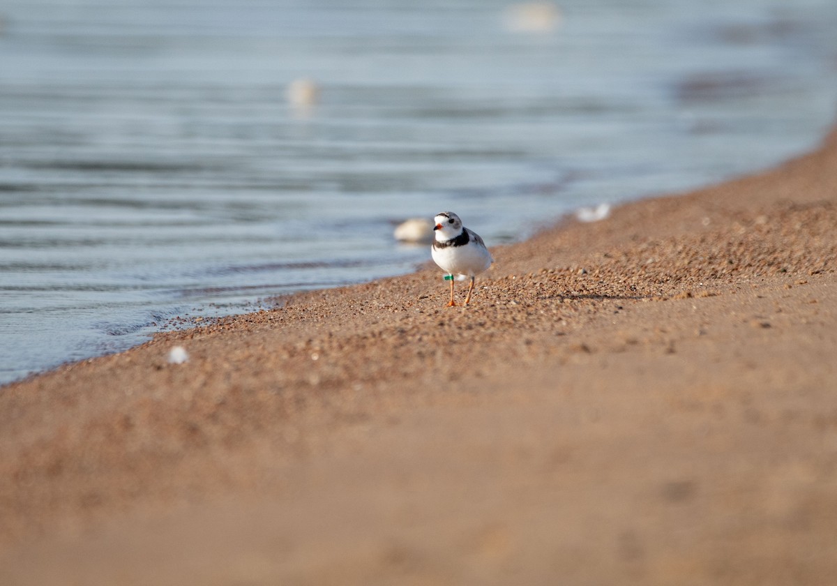 Piping Plover - ML598498251