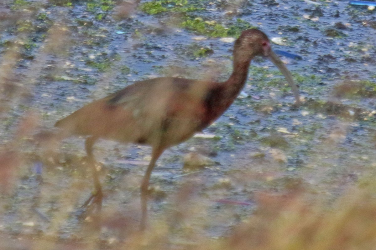 ibis americký - ML598498481