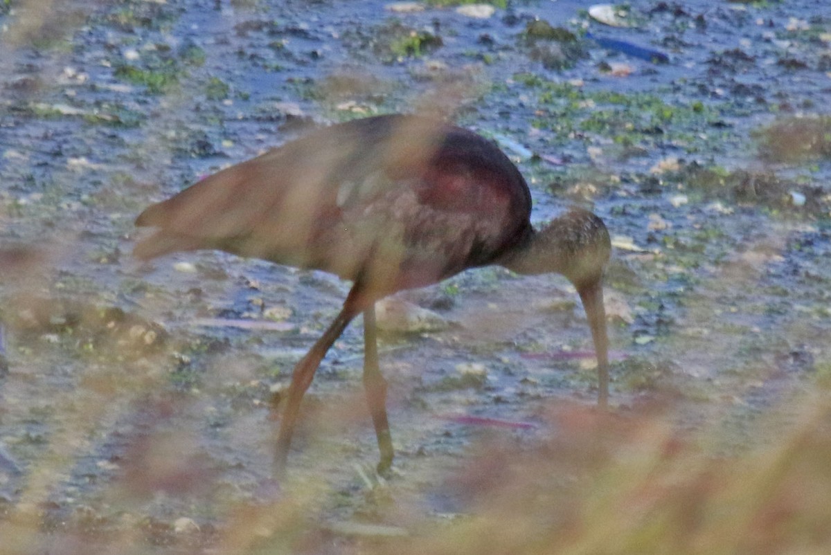 ibis americký - ML598498881