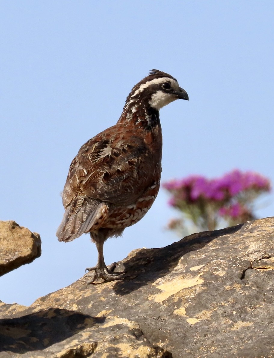 Northern Bobwhite - ML598499421