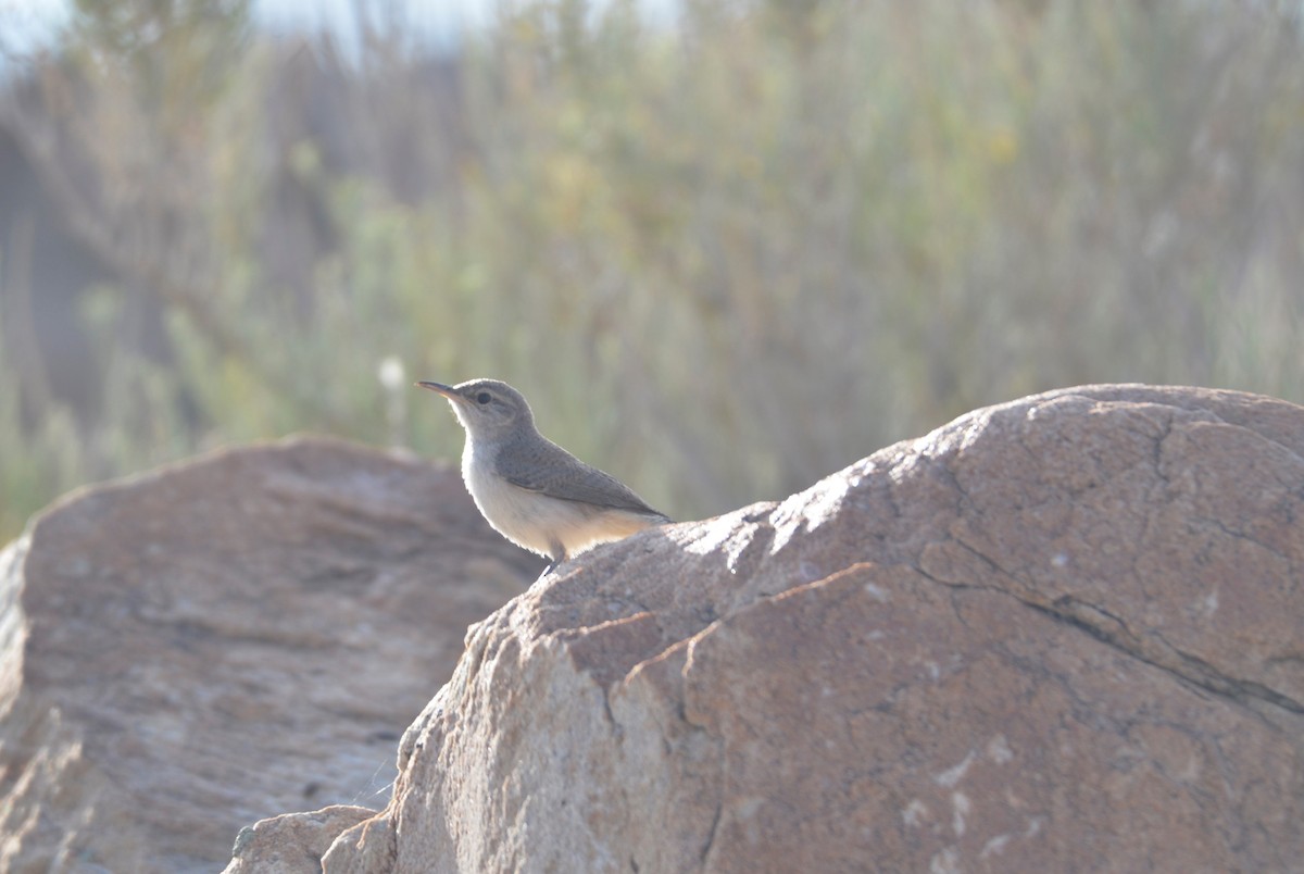 Rock Wren - Klaus Bielefeldt