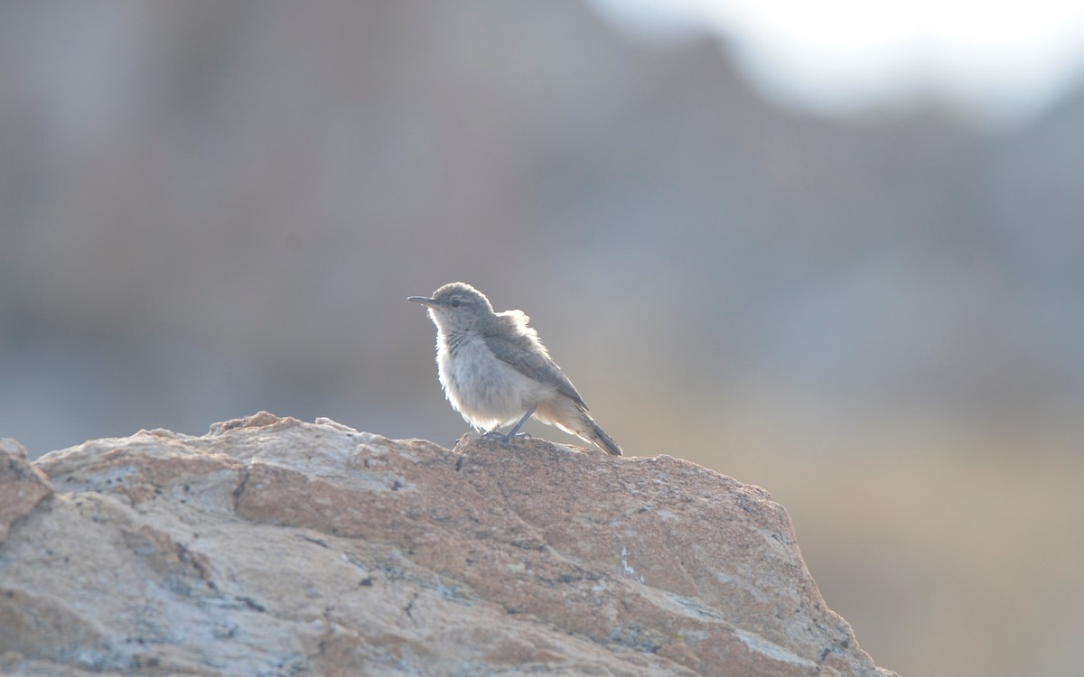 Rock Wren - ML598500561