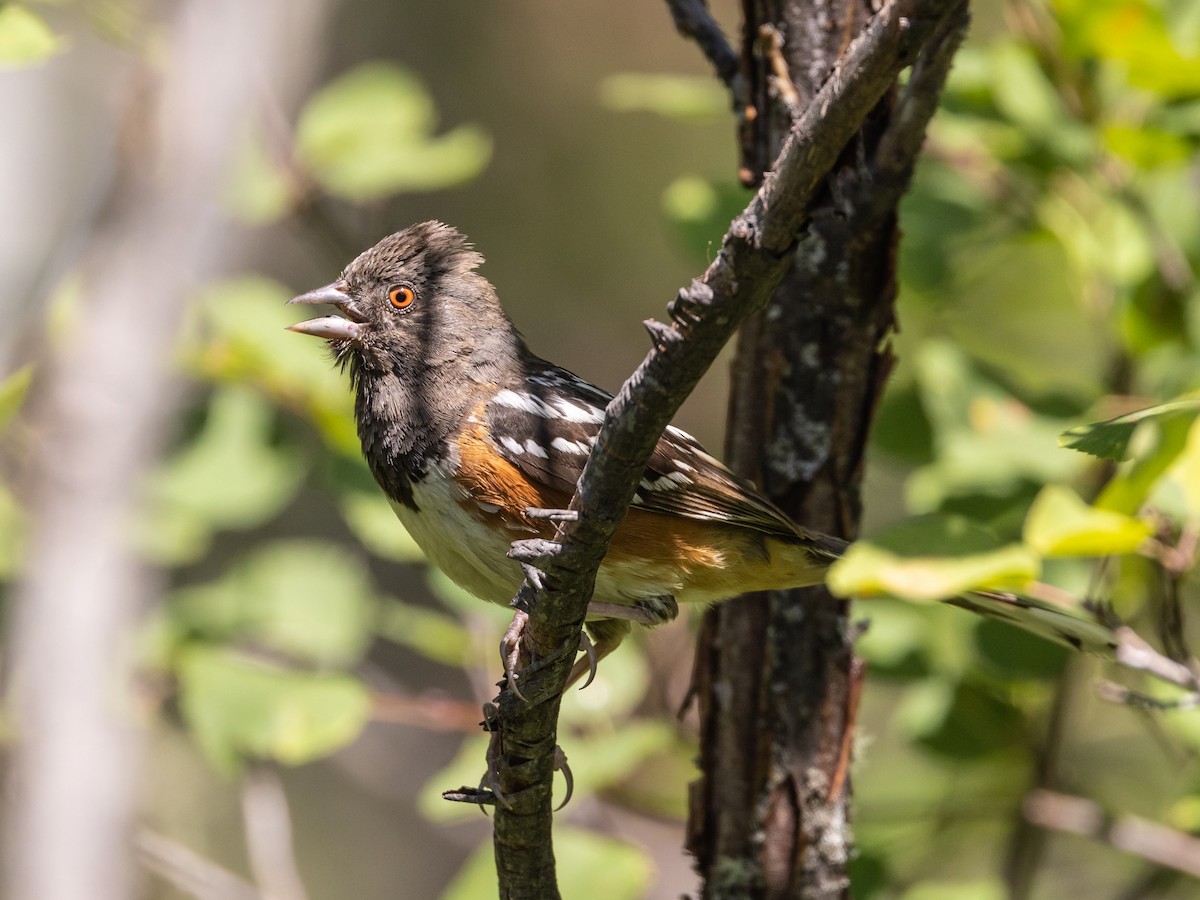 Spotted Towhee - ML598501091