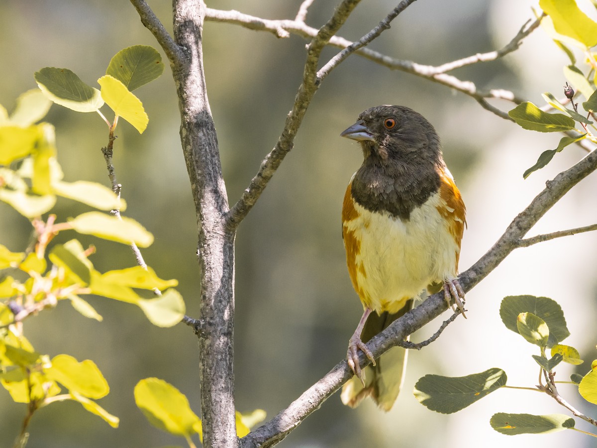 Spotted Towhee - ML598501101