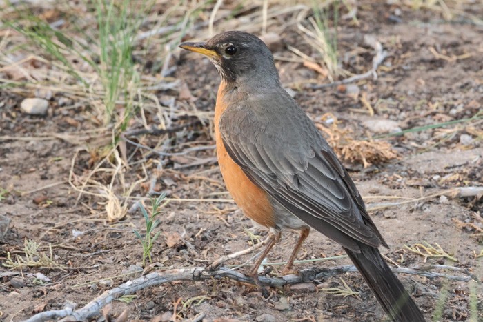 American Robin - ML598501221