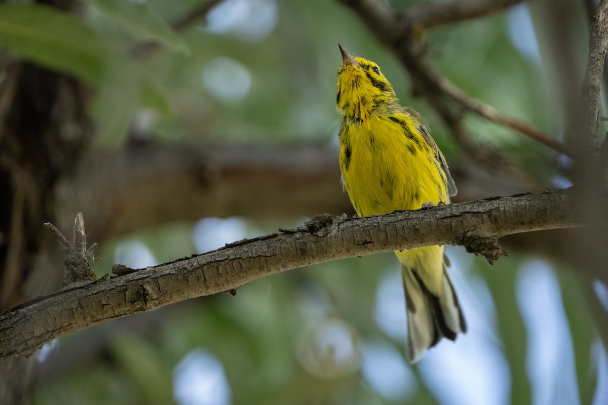 Prairie Warbler - ML598501441