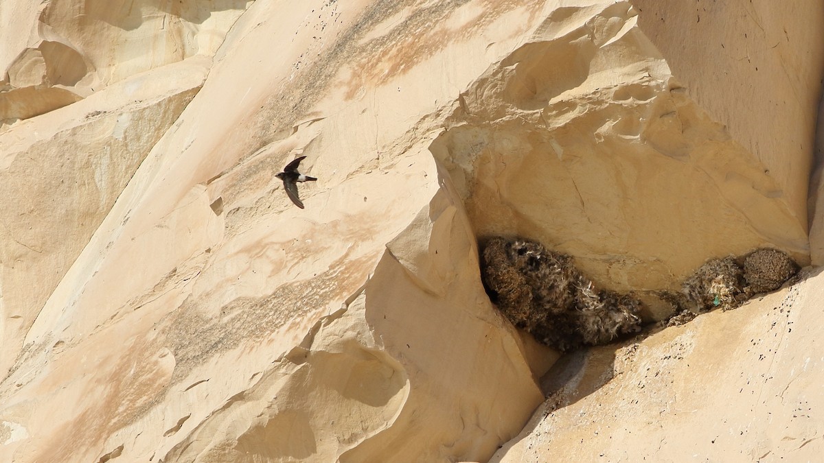 rorýs domovní - ML598502241