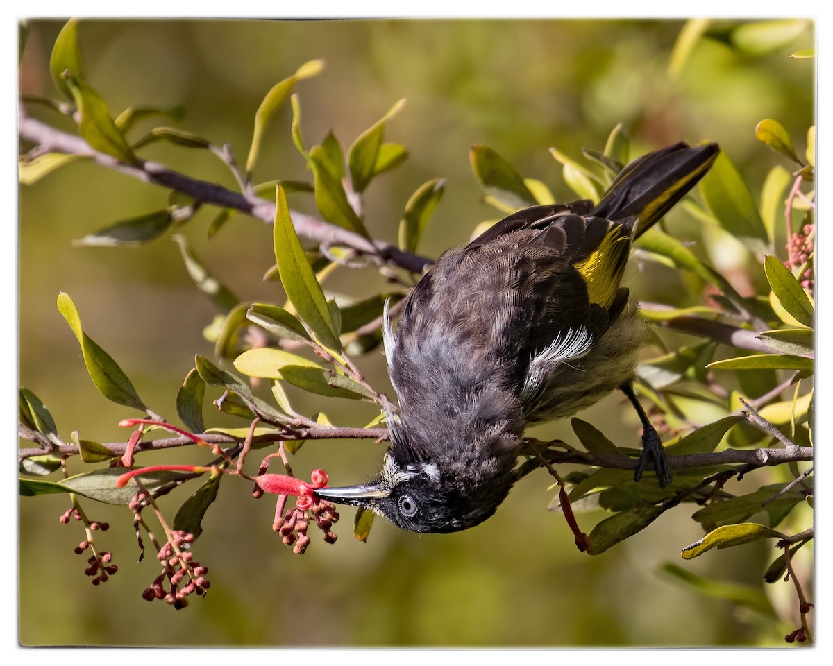 New Holland Honeyeater - ML59850241