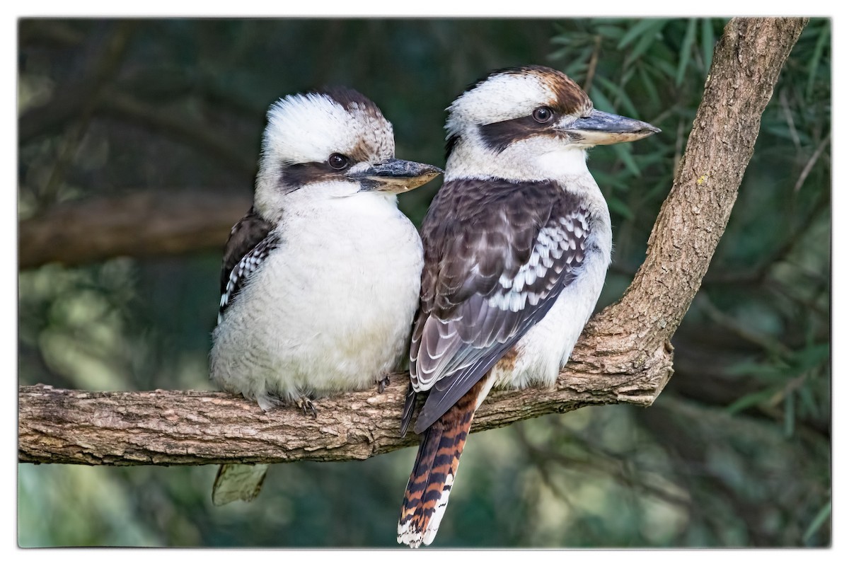 Laughing Kookaburra - ML59850251