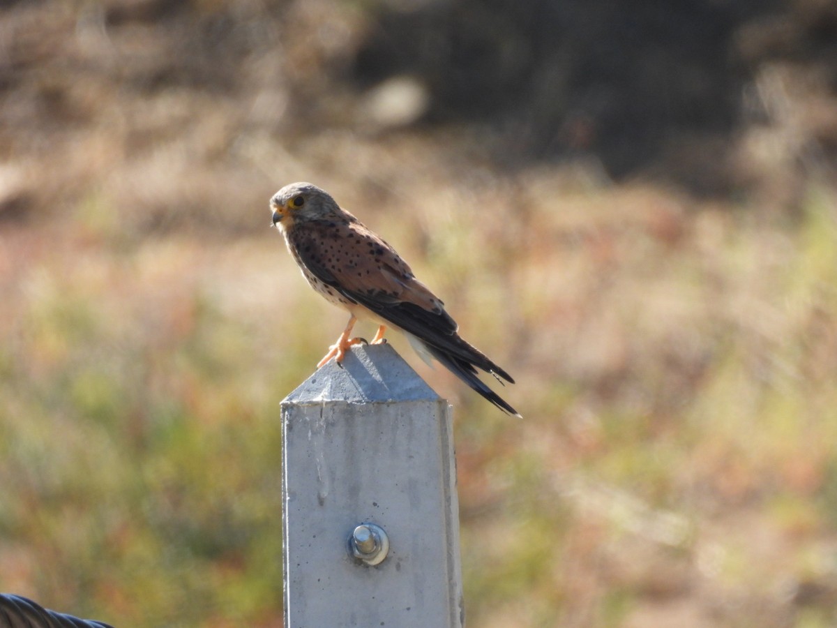 Eurasian Kestrel - ML598502991