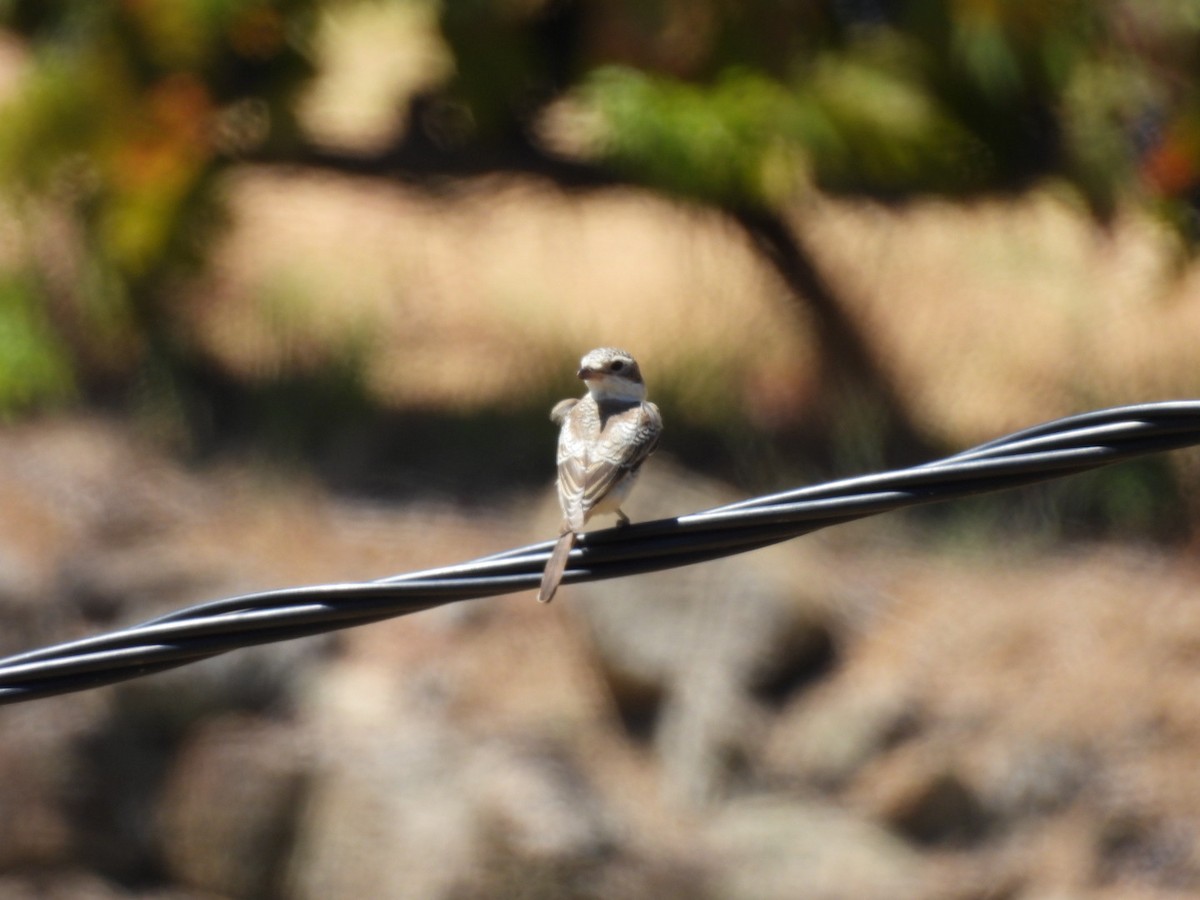 Woodchat Shrike - ML598503041