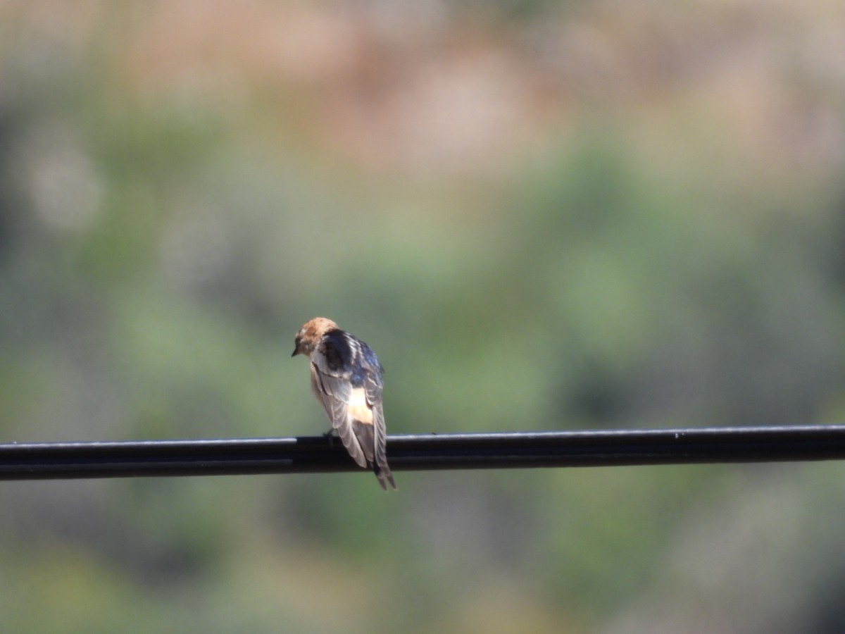 Red-rumped Swallow - ML598503101