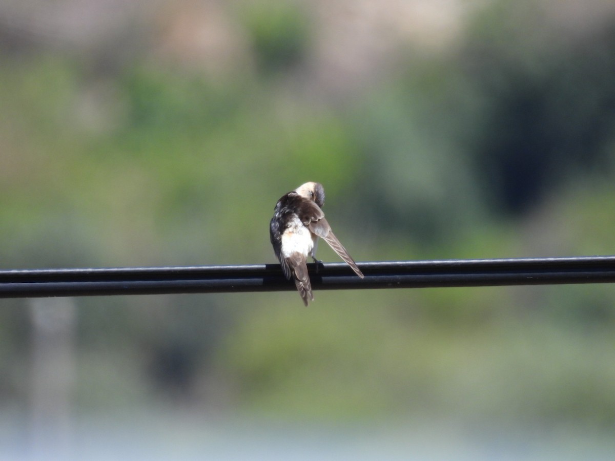 Red-rumped Swallow - ML598503111