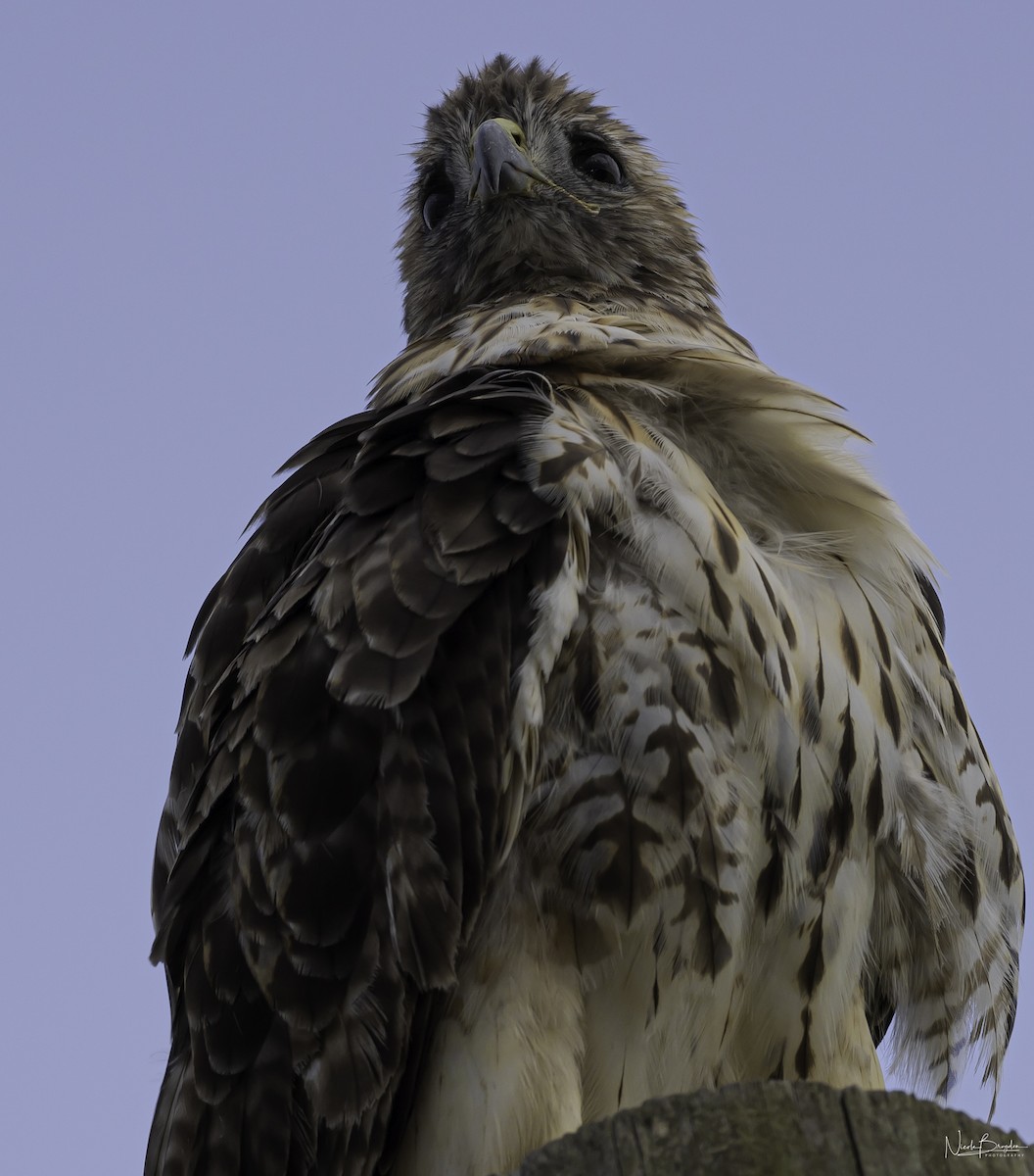 Red-tailed Hawk - ML598503161